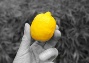 28th Jun 2020 - Lemon