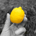 Lemon by 365nick