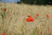 27th Jun 2020 - poppies in the field