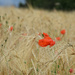 poppies in the field by parisouailleurs