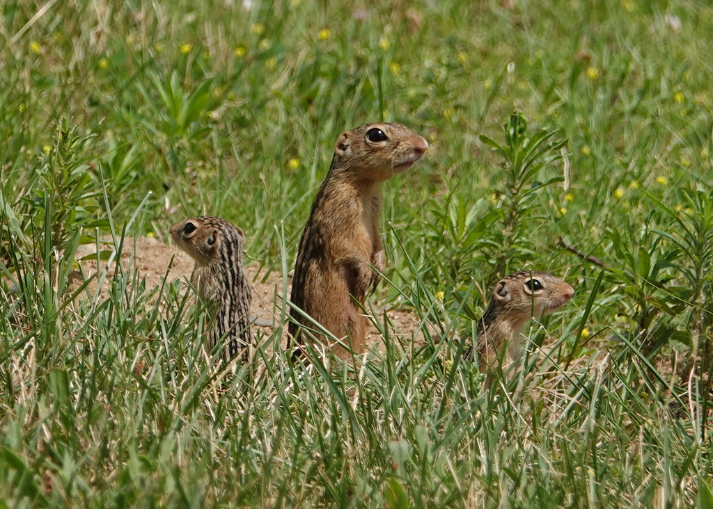 Thirteen-lined Ground Squirrel family by annepann