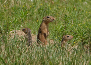 29th Jun 2020 - Thirteen-lined Ground Squirrel family