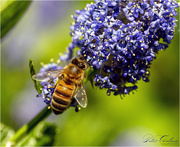 29th Jun 2020 - Macro Bee