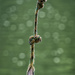 Rope Swing by kvphoto