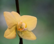 28th Jun 2020 - June 28: Orchid