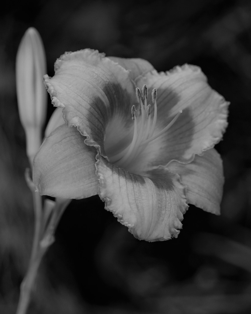 June 29: Lily in BW by daisymiller