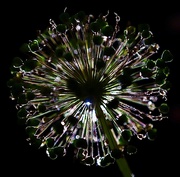 29th Jun 2020 - Backlit Allium 