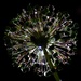 Backlit Allium  by carole_sandford