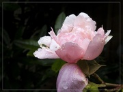 28th Jun 2020 - Garden rose
