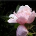 Garden rose by helenhall