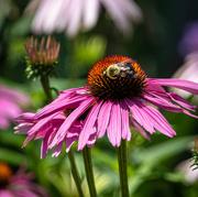 29th Jun 2020 - Cone Flower and Bee