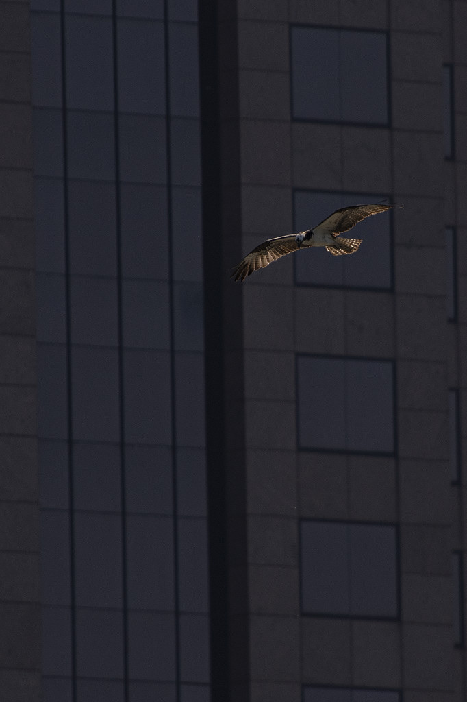 Urban Osprey by timerskine