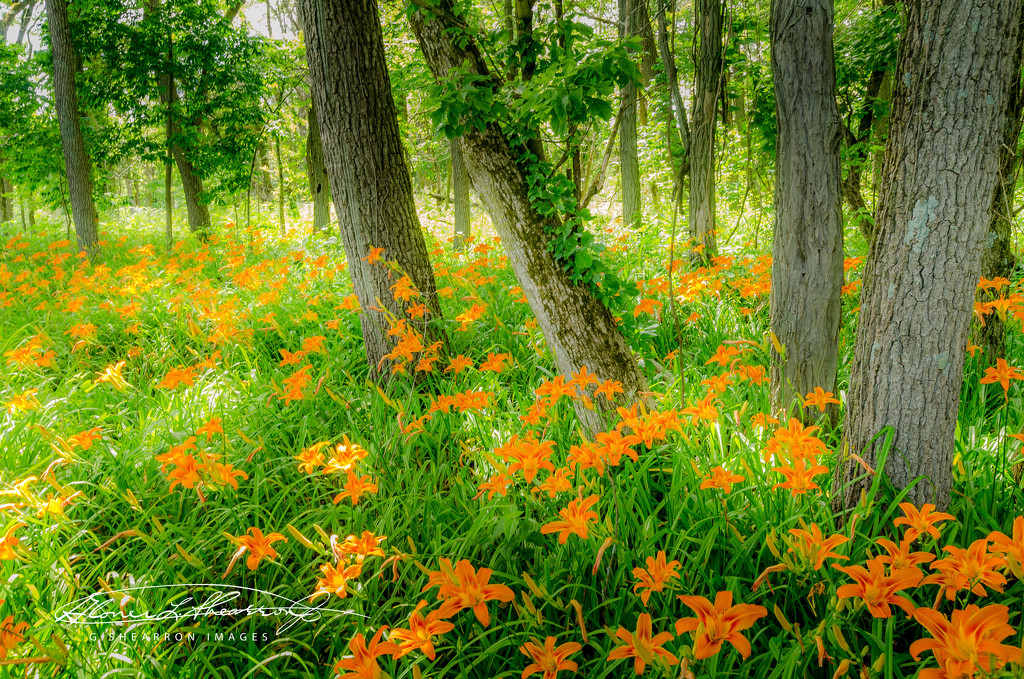 Oxbow Splendor by ggshearron