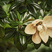 Southern Magnolia by lstasel