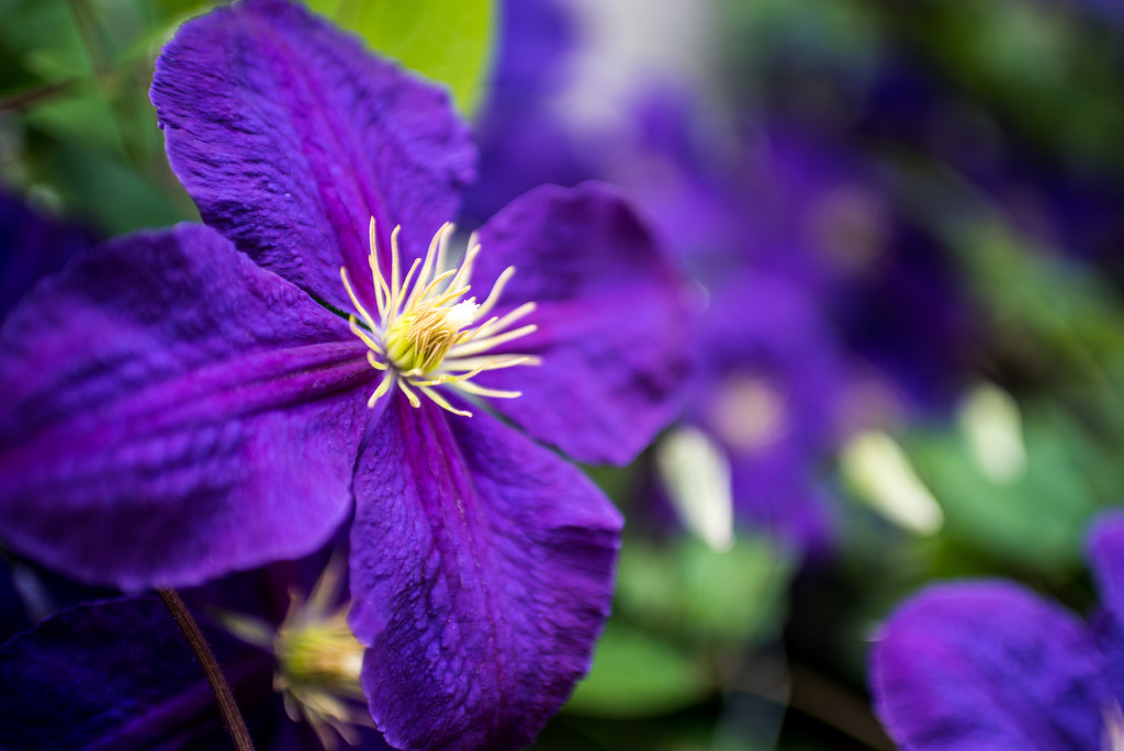 Mom's Clematis by kwind