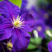 Mom's Clematis by kwind