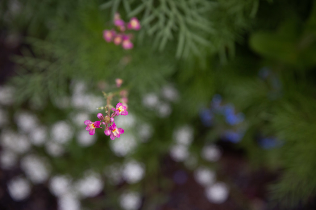 Wildflower Garden is Blooming Away by tina_mac