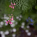 Wildflower Garden is Blooming Away by tina_mac