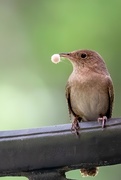 29th Jun 2020 - Mystery: What does that wren have?
