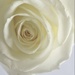 White Rose High Key Shot by sandradavies