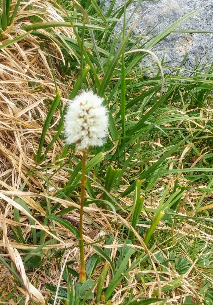 Fuzzy White Mountain Wildflower by harbie