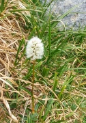 28th Jun 2020 - Fuzzy White Mountain Wildflower