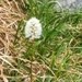 Fuzzy White Mountain Wildflower by harbie