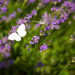 Butterfly by panoramic_eyes