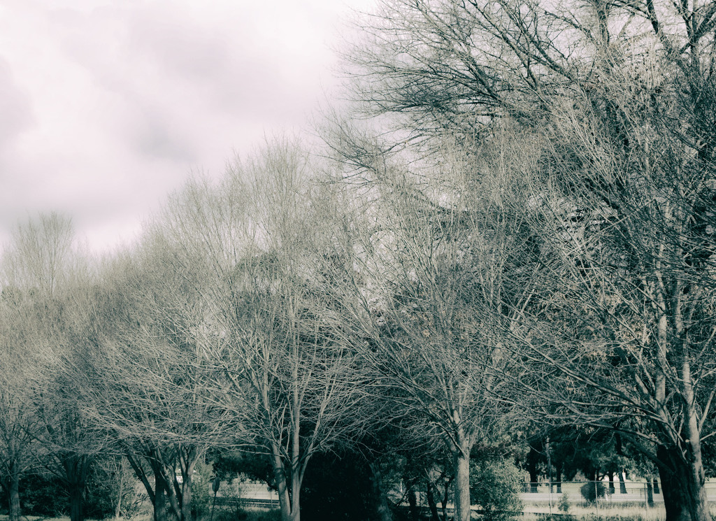 winter trees by annied