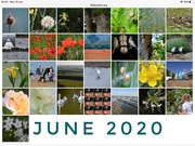 30th Jun 2020 - 30 Days Wild 2020