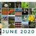 30 Days Wild 2020 by wakelys