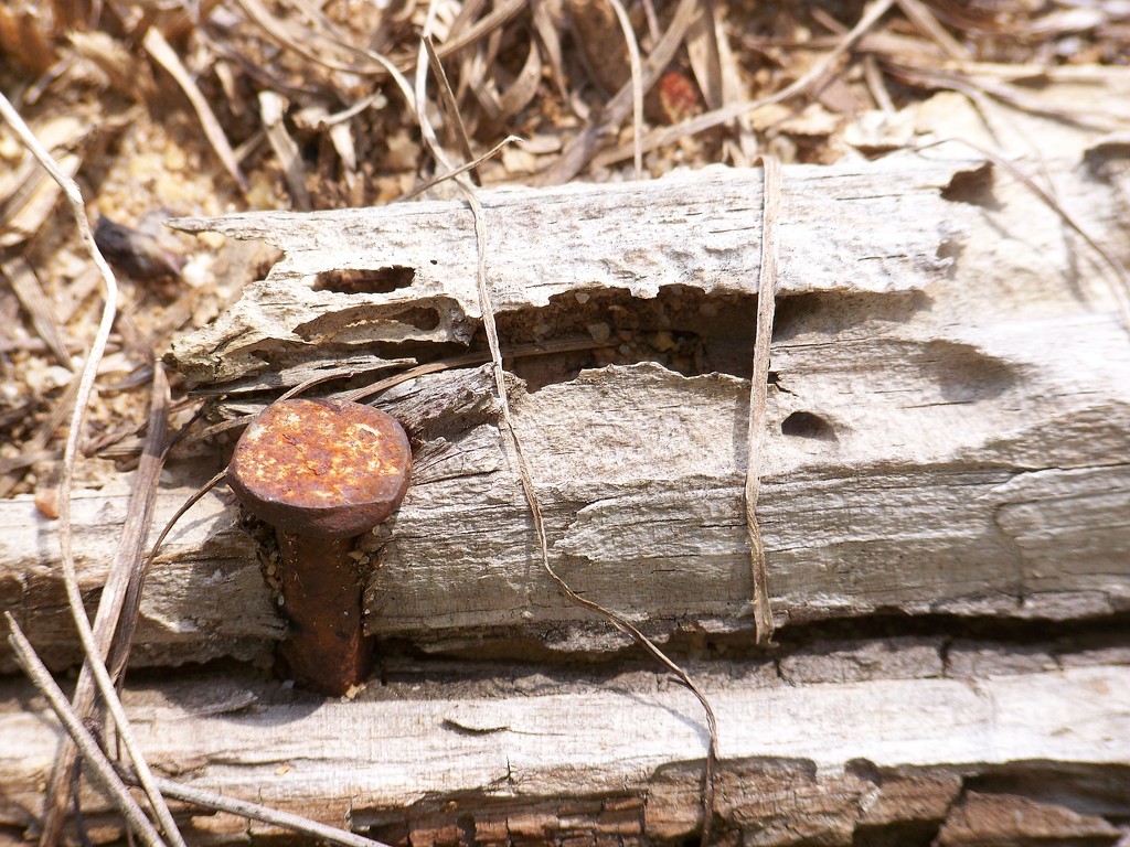 Rusty old nail... by marlboromaam