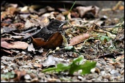 30th Jun 2020 - RK3_9992 Poor litte blackbird