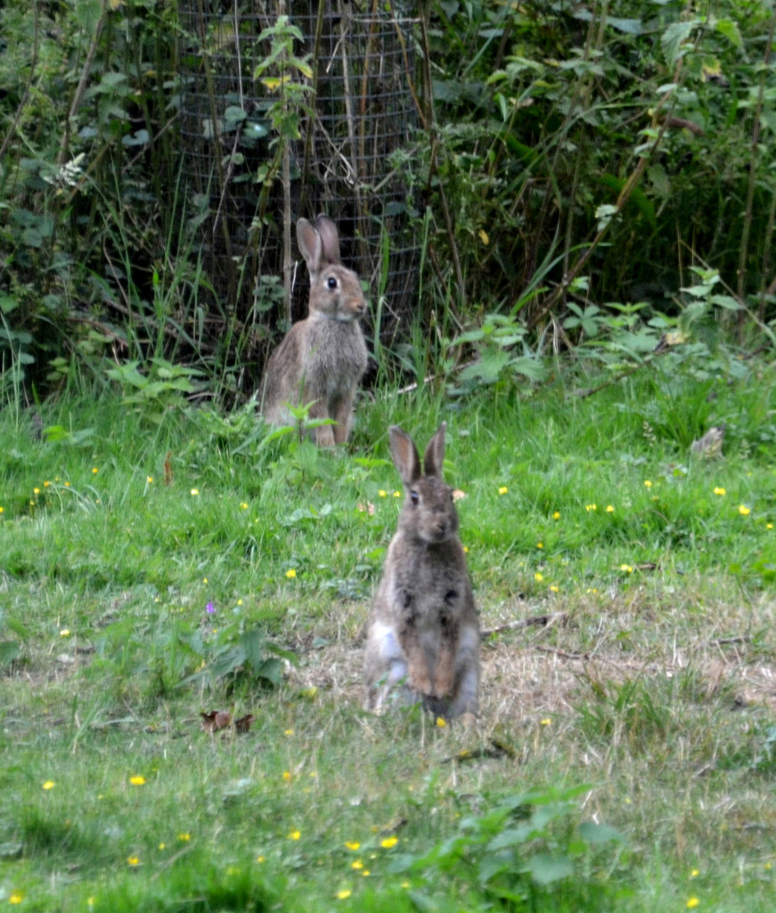 Alert Rabbits by arkensiel