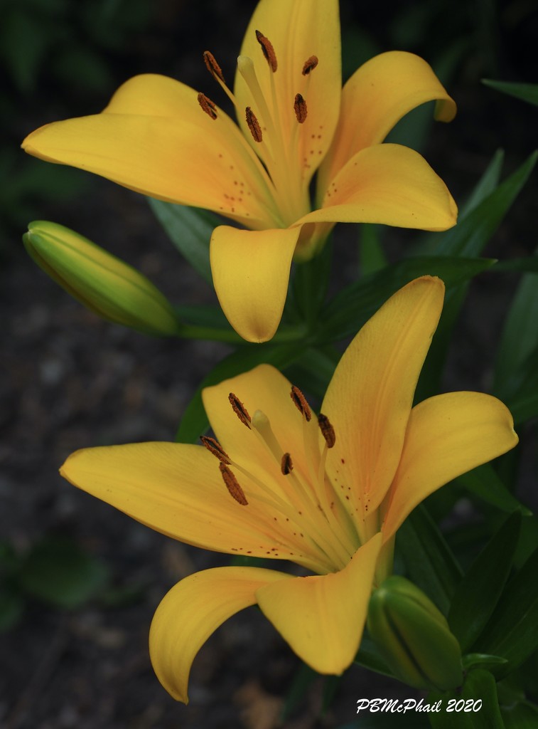Yellow Lilies by selkie