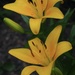 Yellow Lilies by selkie