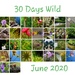 30 Days Wild 2020 by serendypyty