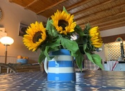 30th Jun 2020 - Sunny sunflowers