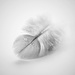 Feather by francesc