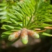 Cute Spring Buds by waltzingmarie