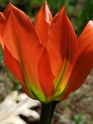 26th May 2020 - Sunkissed Tulip