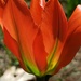 Sunkissed Tulip by waltzingmarie