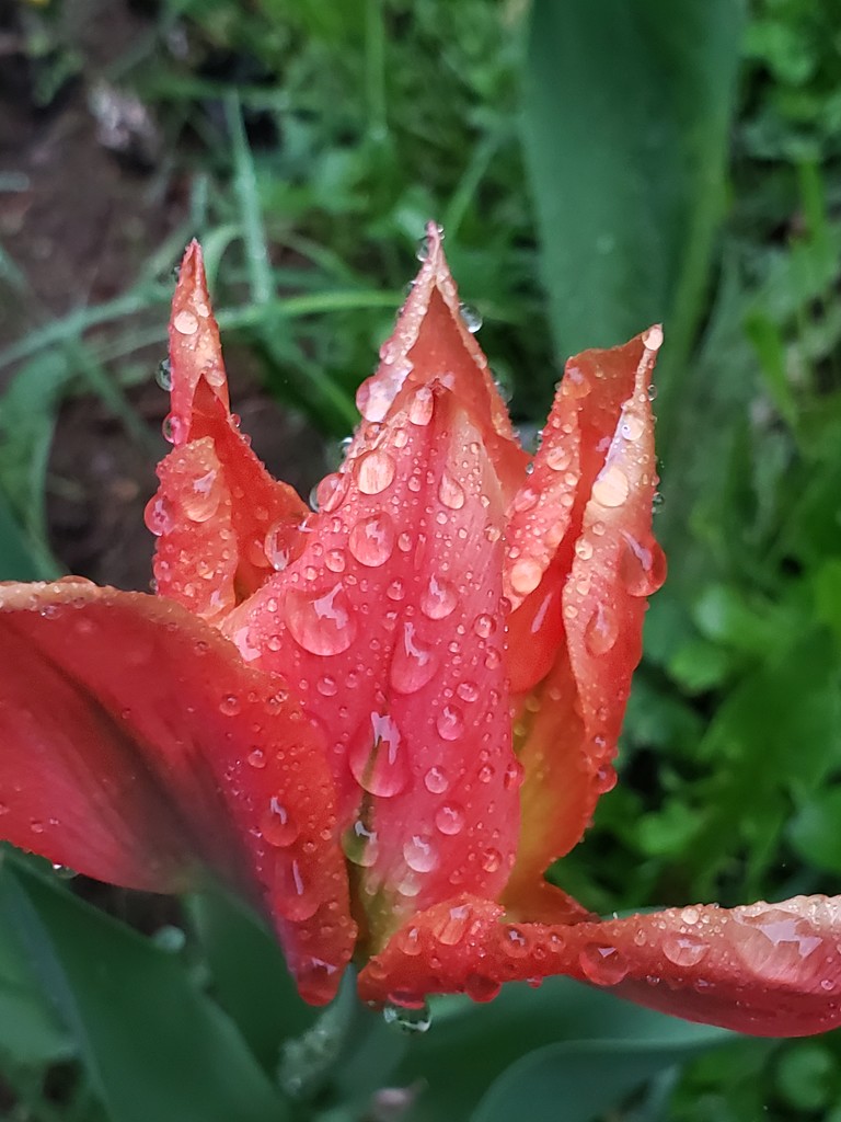 Morning Raindrops by waltzingmarie