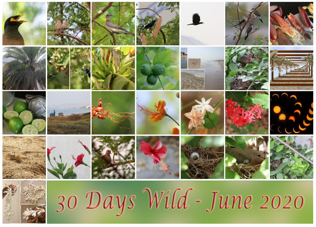 30 Days Wild by ingrid01