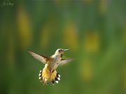 30th Jun 2020 - Hummer Dancing in Front of Day Lilies