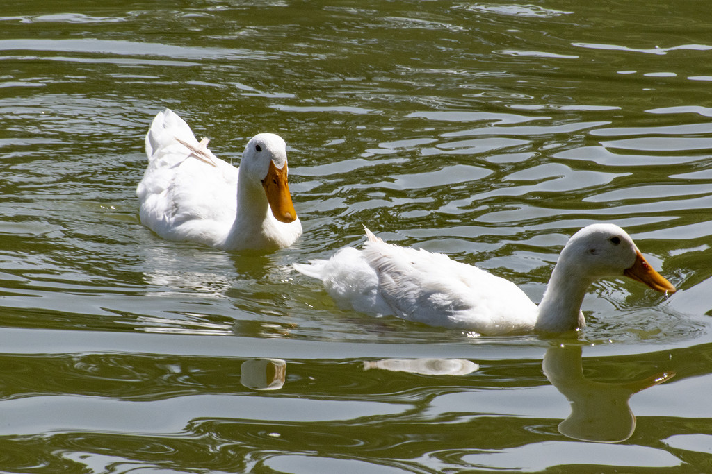 Swim Time by k9photo