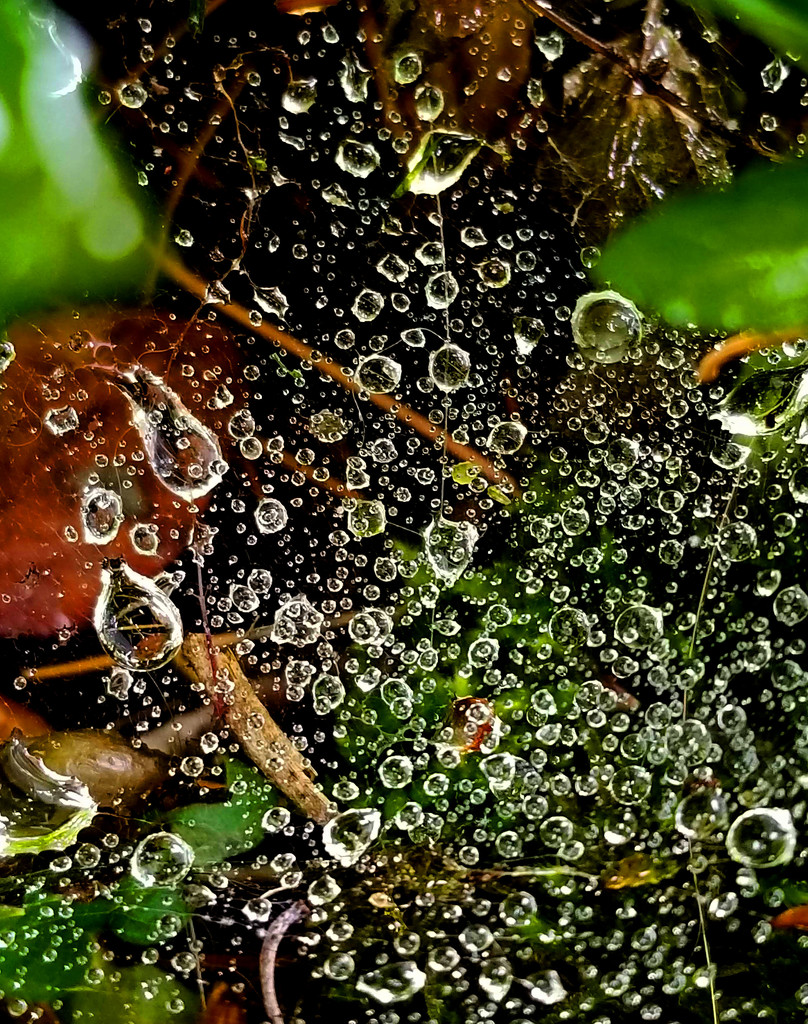 A watery web by tanda