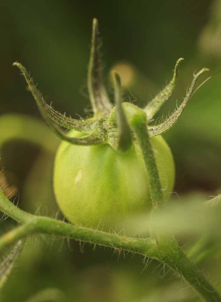 container tomato by aecasey