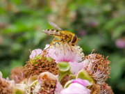 30th Jun 2020 - Hover Fly