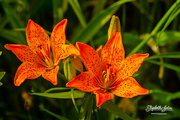 30th Jun 2020 - Orange lily
